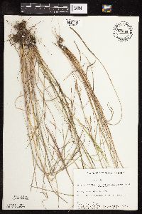 Schizachyrium scoparium var. scoparium image