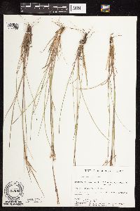 Schizachyrium scoparium var. scoparium image
