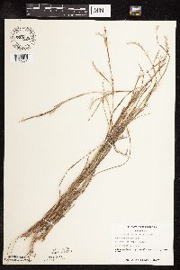 Schizachyrium scoparium image