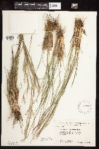 Schizachyrium scoparium image