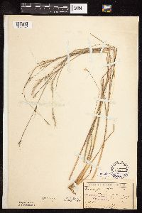 Schizachyrium scoparium image