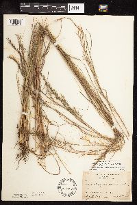 Schizachyrium scoparium image