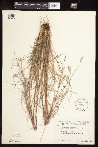 Schizachyrium scoparium image