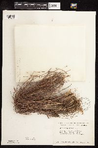 Schizachyrium scoparium image