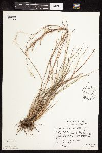 Schizachyrium scoparium image