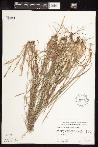 Schizachyrium scoparium image