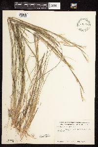 Schizachyrium scoparium image