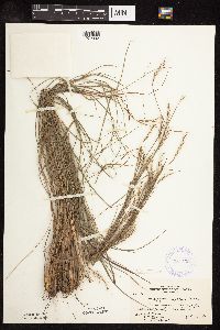 Schizachyrium scoparium image