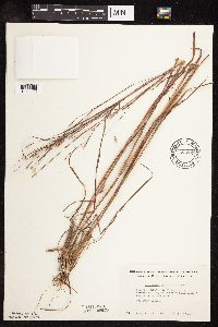 Schizachyrium scoparium image