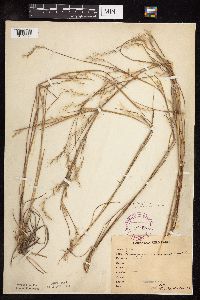 Schizachyrium scoparium var. scoparium image