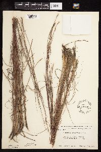 Schizachyrium scoparium image