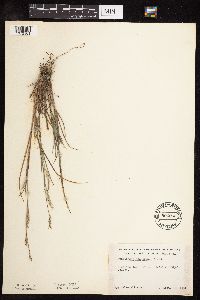 Schizachyrium scoparium image