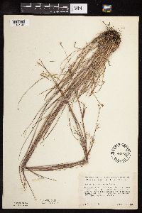 Schizachyrium scoparium image