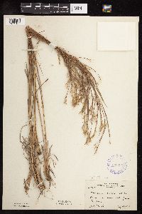 Schizachyrium scoparium var. scoparium image