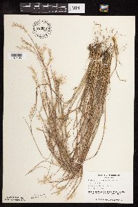 Schizachyrium scoparium image