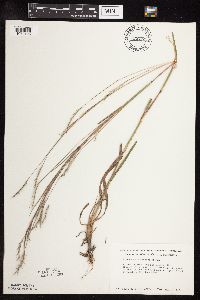 Schizachyrium scoparium image