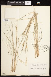 Schizachyrium scoparium image