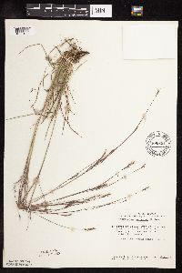 Schizachyrium scoparium image