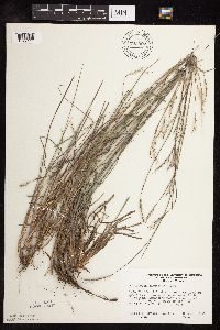 Schizachyrium scoparium image