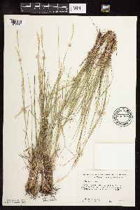Schizachyrium scoparium var. scoparium image