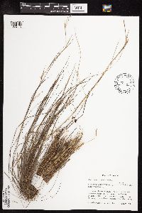 Schizachyrium scoparium image
