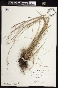 Schizachyrium scoparium image