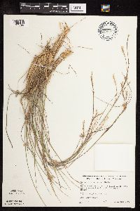Schizachyrium scoparium image