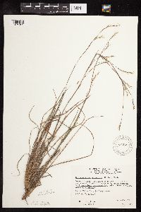 Schizachyrium scoparium image