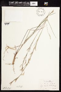 Schizachyrium scoparium image