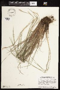 Schizachyrium scoparium image
