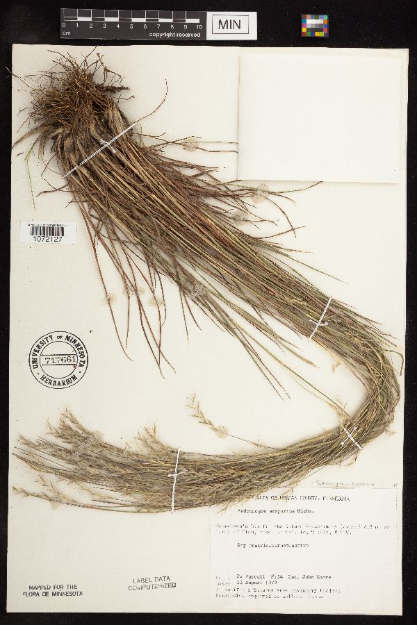 Schizachyrium scoparium var. scoparium image