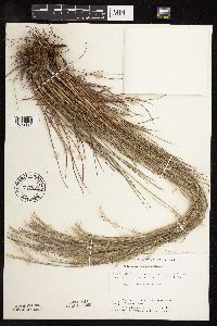 Schizachyrium scoparium image