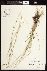 Schizachyrium scoparium image