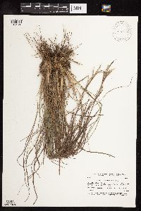 Schizachyrium scoparium image