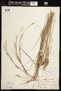 Schizachyrium scoparium image