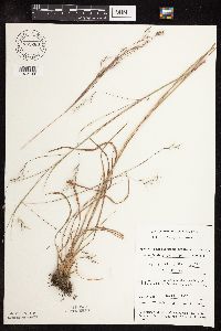 Schizachyrium scoparium image