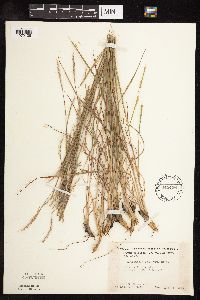 Schizachyrium scoparium image