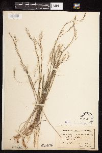 Schizachyrium scoparium image