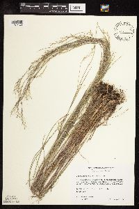 Schizachyrium scoparium image