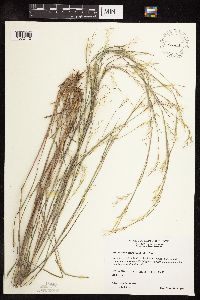Schizachyrium scoparium image