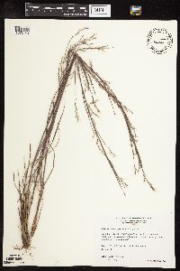 Schizachyrium scoparium image