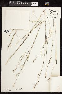Schizachyrium scoparium var. scoparium image