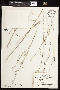 Schizachyrium scoparium var. scoparium image