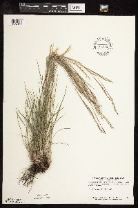 Schizachyrium scoparium image