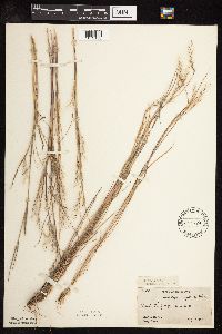 Schizachyrium scoparium image