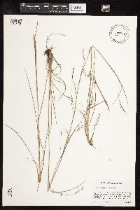 Schizachyrium scoparium image