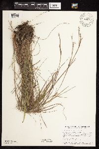 Schizachyrium scoparium image