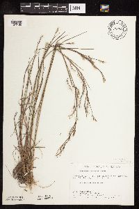 Schizachyrium scoparium image