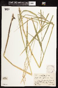 Scolochloa festucacea image