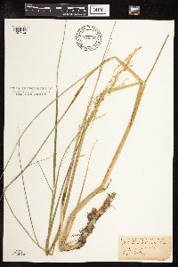 Scolochloa festucacea image